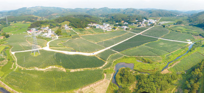 位于柳州市鱼峰区白沙镇王眉村的柳州螺蛳粉原料标准化生产示范基地俯瞰。