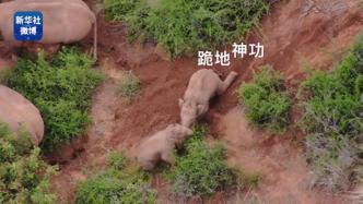 视频丨云南北移象群两头小象泥地里“打架”，颇为可爱
