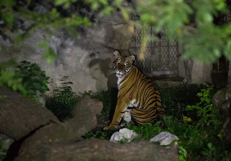 动物奇妙夜 又来啦 上海动物园首次推出幼童场 成人场等 浦江头条 澎湃新闻 The Paper