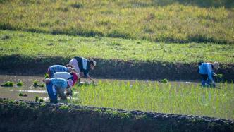 国常会：安排200亿资金，对实际种粮农民一次性发放补贴