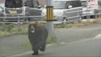 棕熊现身日本札幌市区致自卫队员等4人受伤，被猎手射杀