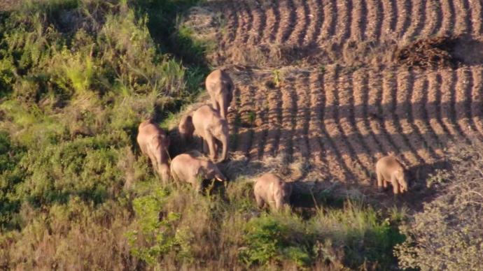 北迁象群在玉溪大龙潭乡“打转”，独象距象群24.3公里