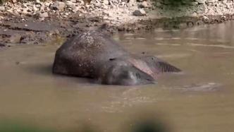 “断鼻家族”另一头独象在宁洱县徘徊：吃玉米、在鱼塘睡觉