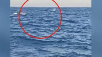 三头巨型海兽浮出辽宁海域，专家：它们是虎鲸