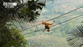 护林员拉绳子帮海南长臂猿“找对象”