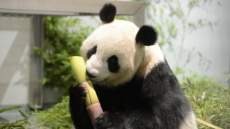 旅日大熊猫“仙女”在东京诞下双胞胎