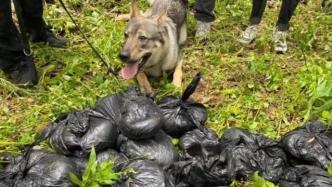“飓风”显威！云南37公斤警犬嗅出56.35公斤毒品