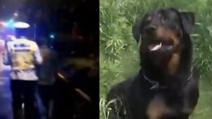 司機涉酒棄車逃逸,被警犬追擊嚇得乖乖就擒