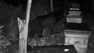 白天刚安装监控，晚上就拍到黑熊“突袭”蜂场