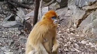 视频丨西安鄠邑区首现野生川金丝猴群体