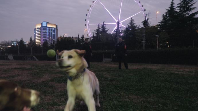 沪上一日｜地下忠犬