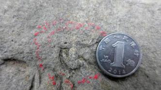 四川自贡发现中国最小恐龙足迹，长10毫米比1角硬币还小