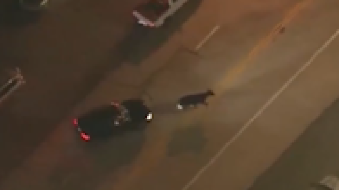 美洛杉矶县约40头奶牛出逃，警察围追堵截