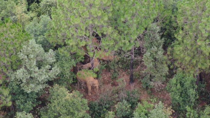 云南北遷象群繼續(xù)向南遷移，獨象離群53.3公里