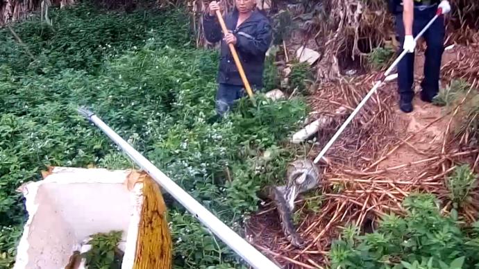 “貪吃蛇”連咬3只鵝,民警及時(shí)捕獲