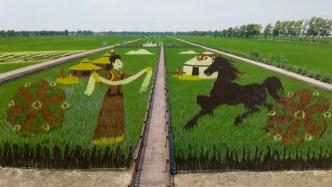 庆祝建党百年，松原一水稻试验田种出不一样图案