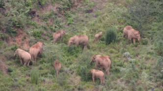 独象距离象群52公里，受持续降雨等影响布防监测困难