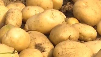 中国科学家突破杂交马铃薯育种难题