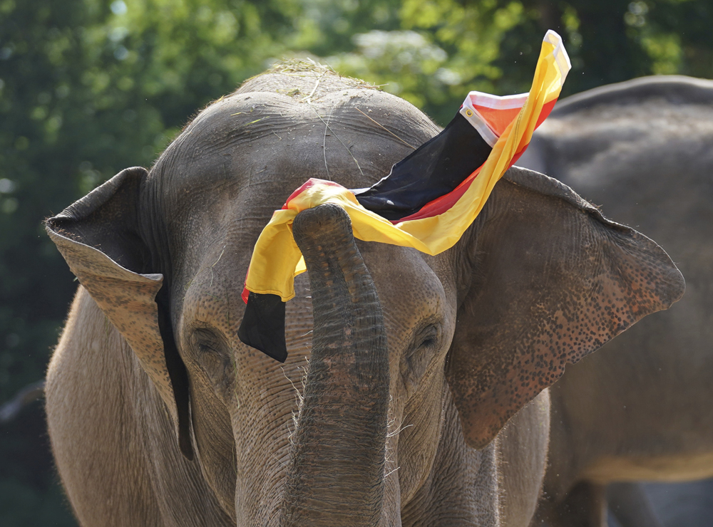 当地时间2021年6月28日,德国汉堡,汉堡哈根贝克动物园的大象yashoda用