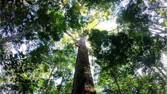 巴西政府再次向亚马孙雨林部署军队，遏制激增的森林砍伐行为