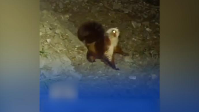 课本中的“寒号鸟”原来不是鸟，它长这样