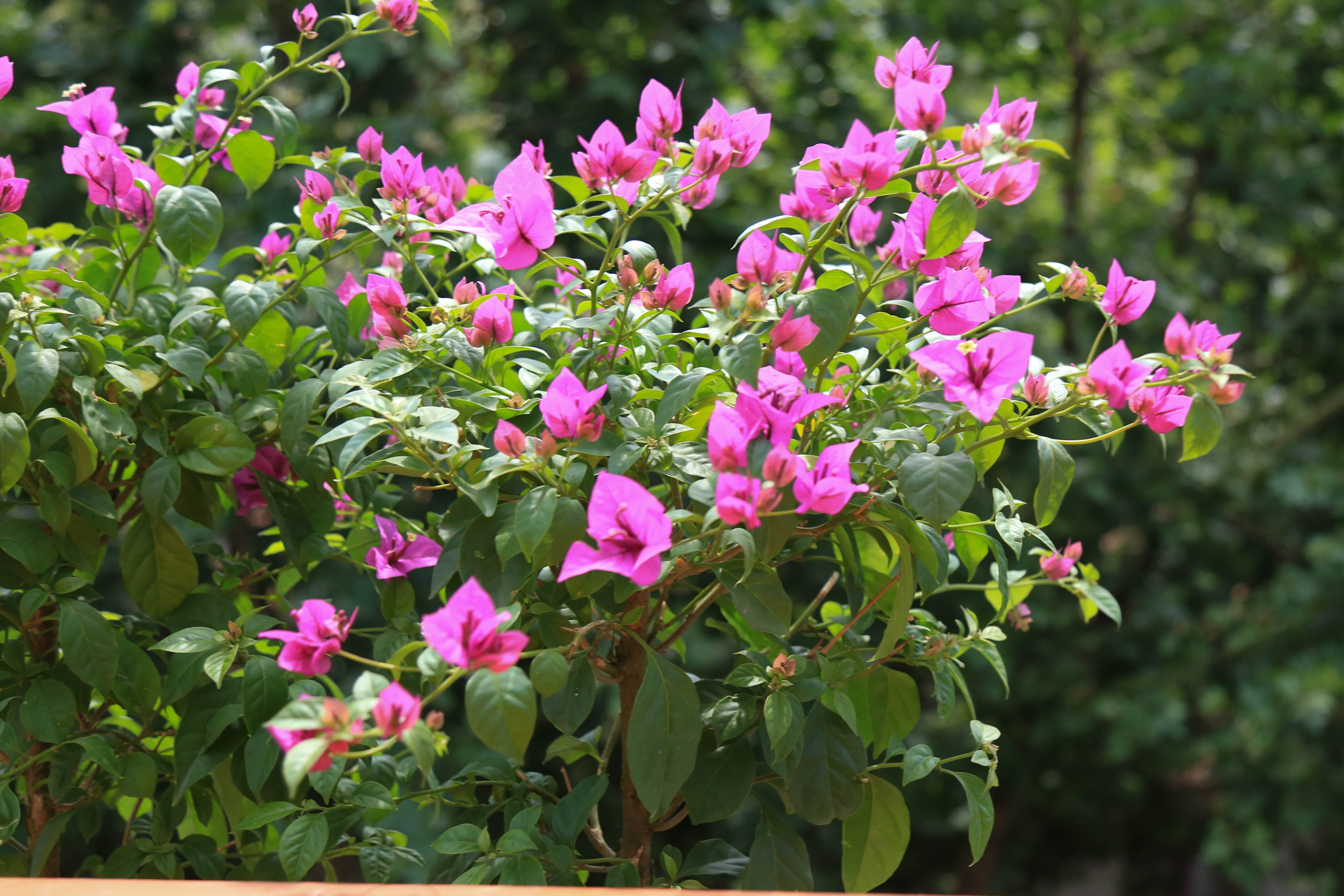 三角梅超级海棠七一前夕上海高架摆放7万盆花