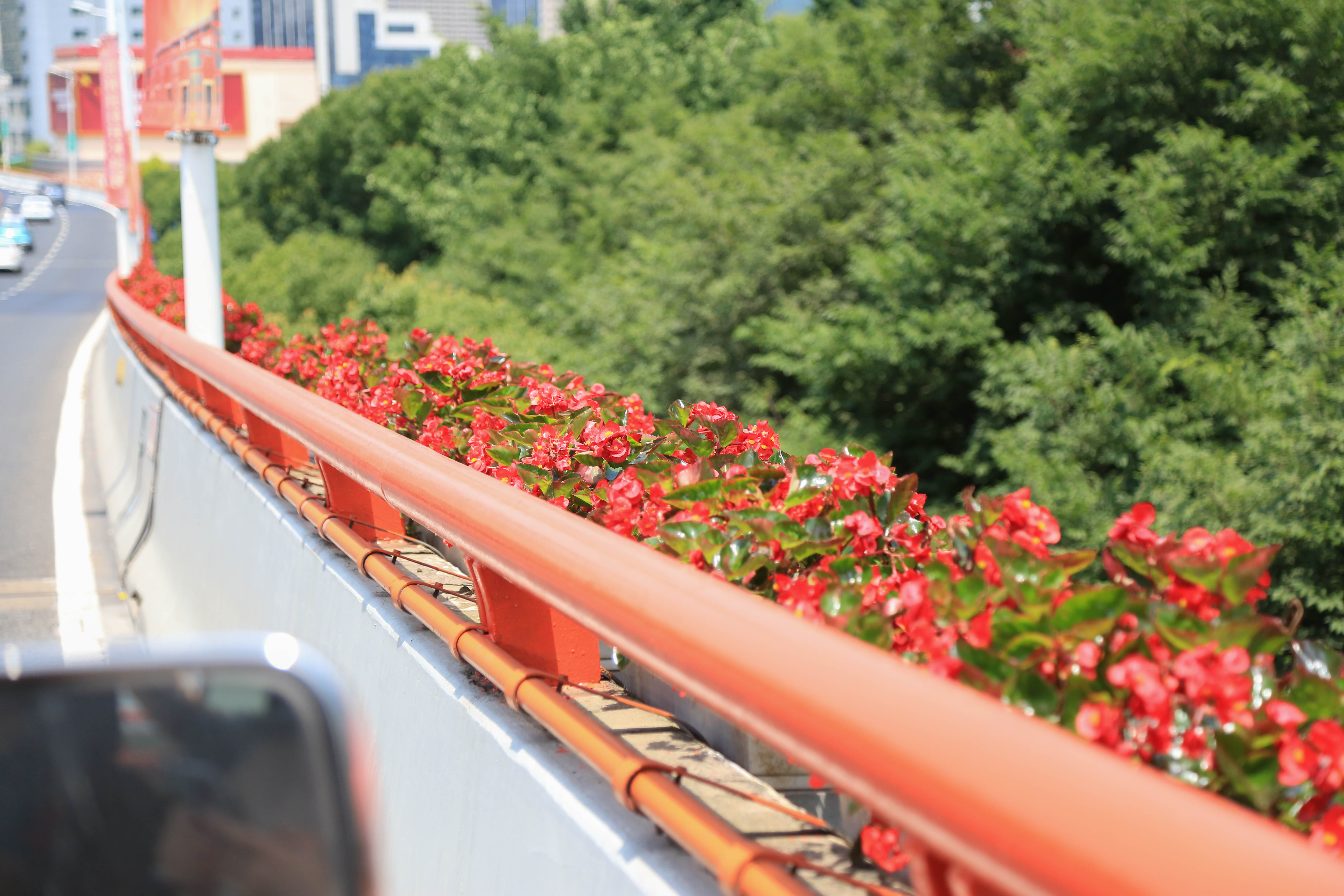 三角梅超级海棠七一前夕上海高架摆放7万盆花