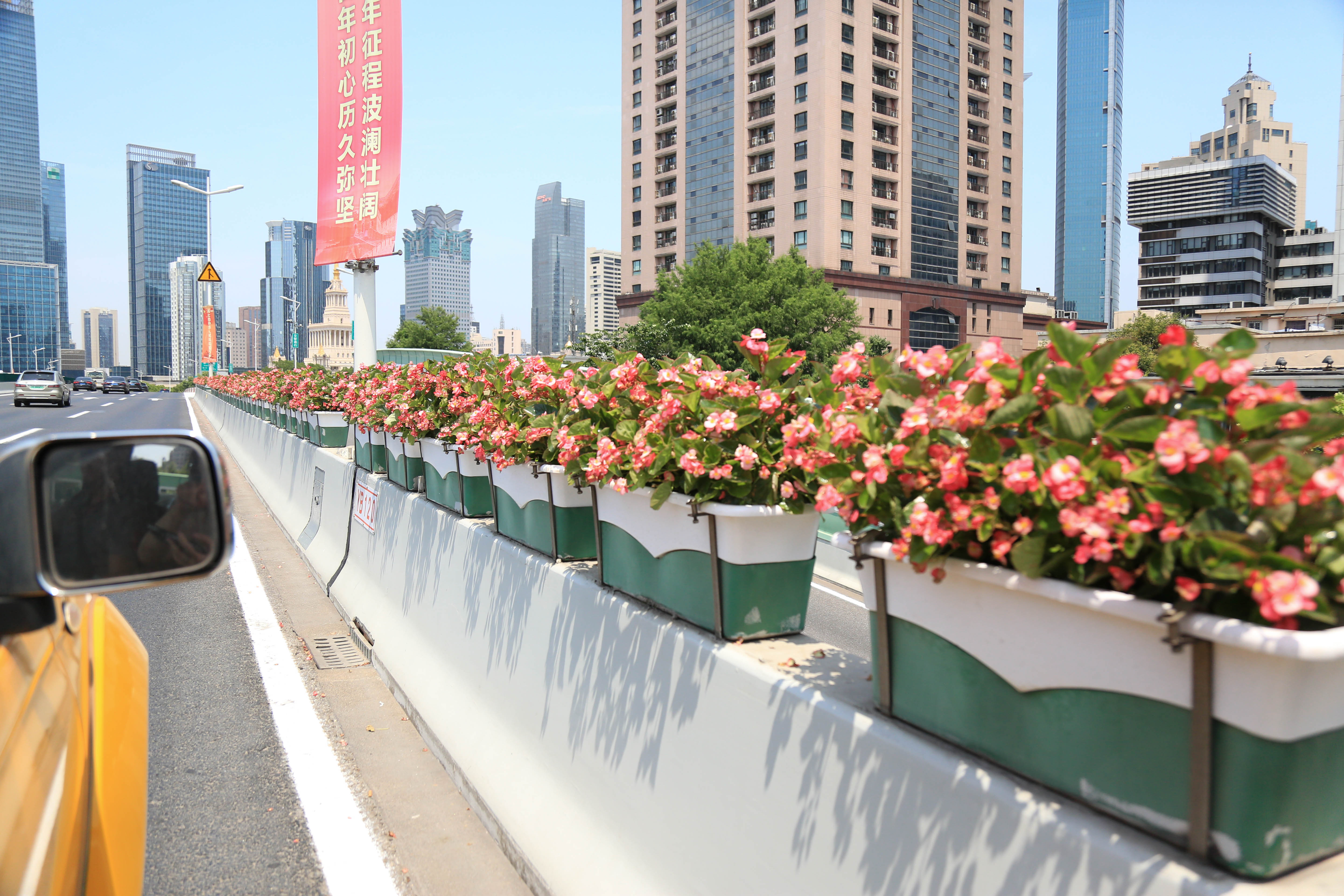 三角梅超级海棠七一前夕上海高架摆放7万盆花
