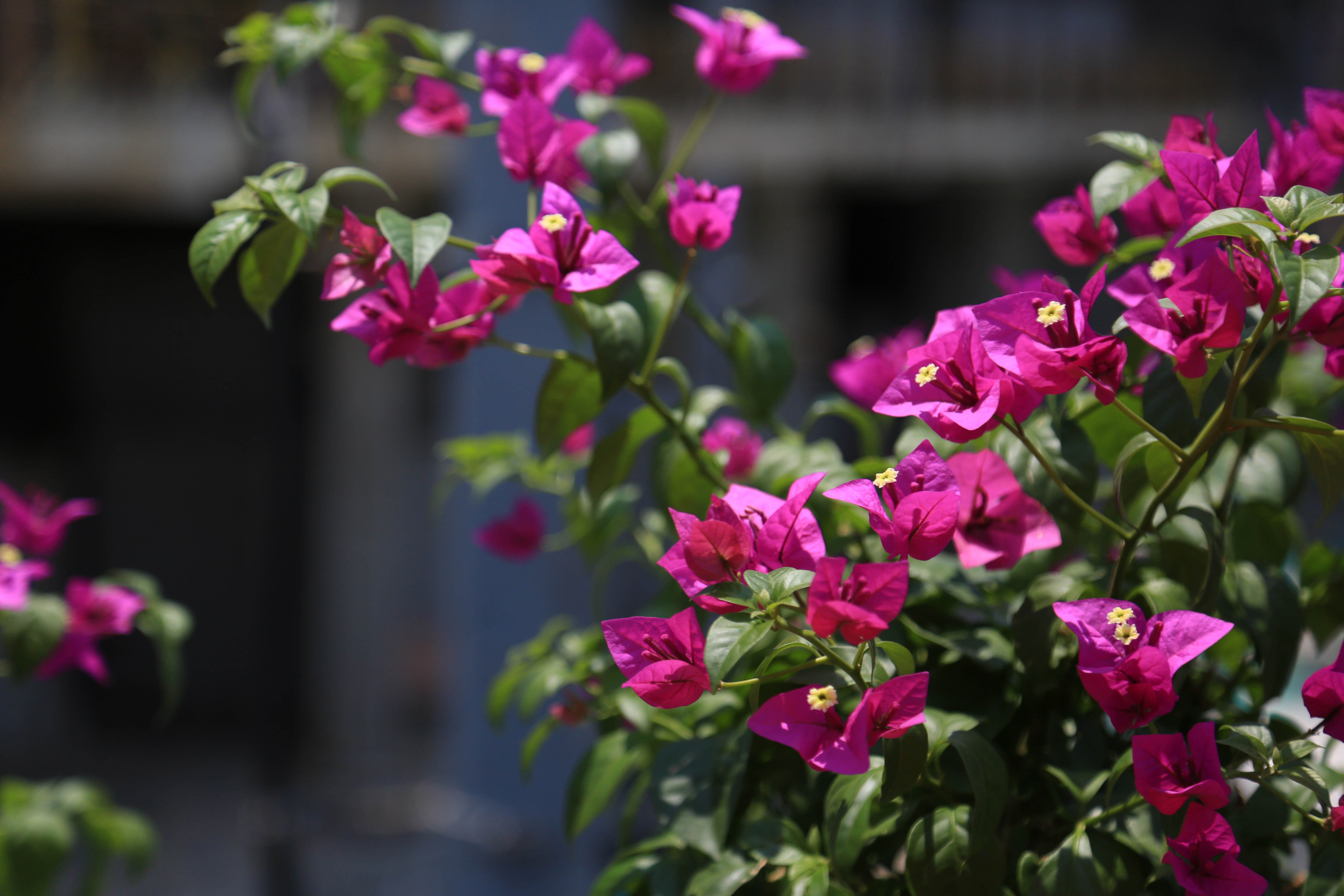 三角梅超级海棠七一前夕上海高架摆放7万盆花