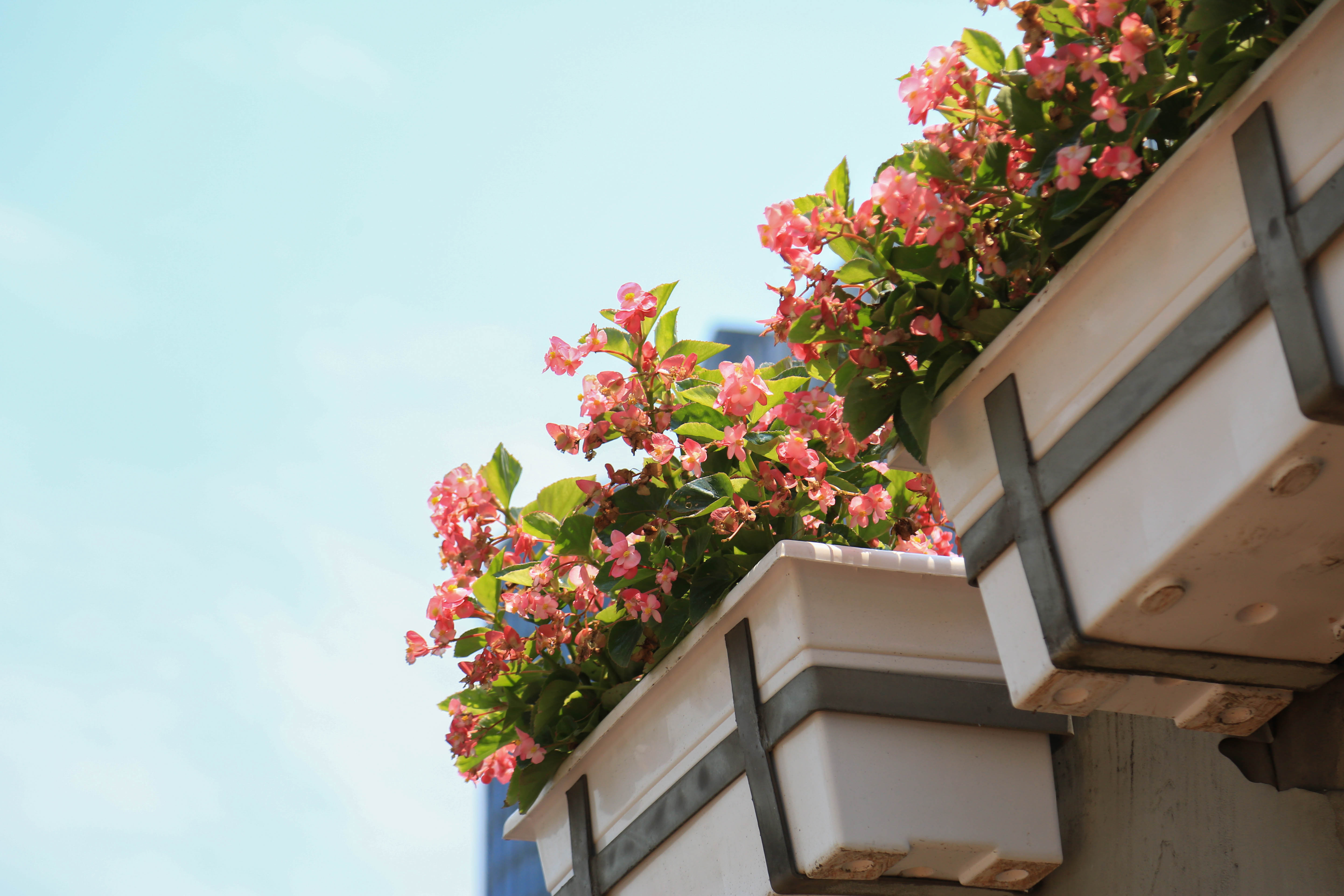 三角梅超级海棠七一前夕上海高架摆放7万盆花