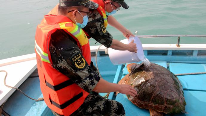 超百斤濒危赤蠵龟被困，多部门解救放归大海
