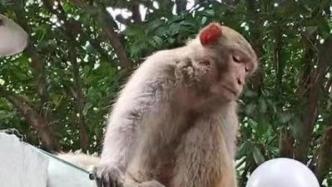 杭州两小区疑有猴子闯入居民家中，有关部门正全力搜捕中