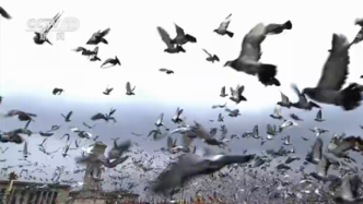 天安门广场放飞10万羽和平鸽：从哪儿来？飞哪儿去？