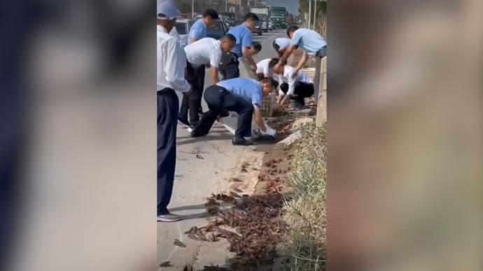 兩百斤小龍蝦“出逃”,警民攜手上演捉蝦大戰