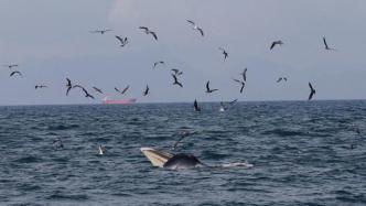 “鯨”臨深圳——當野生動物們紛至沓來，我們準備好了嗎？