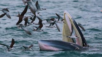 直播录像丨布氏鲸连续多日现身深圳大鹏湾，直击当地保护现场