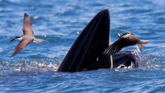 深圳大鹏湾水质环境趋好，吸引鲸豚类前往