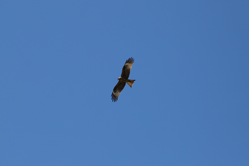 雄鹰飞向蓝天的图片图片