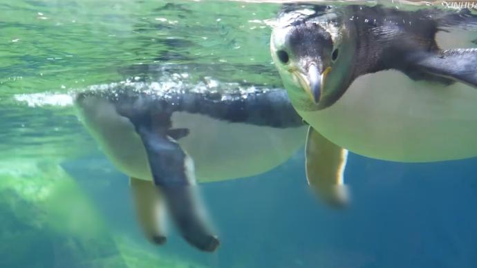占地850平方米，比利时天堂动物园企鹅馆向公众开放