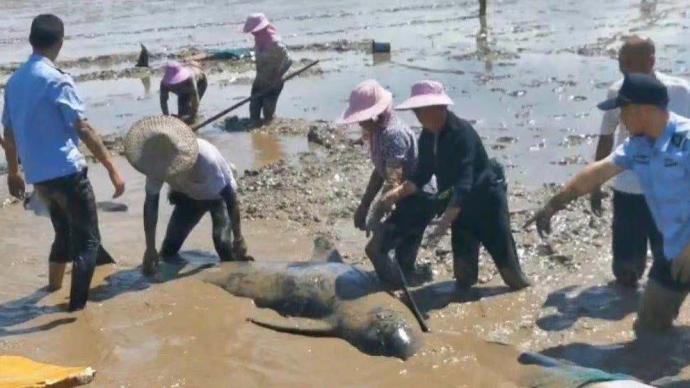 浙江台州12头领航鲸搁浅，专家：导航声呐系统或出现问题