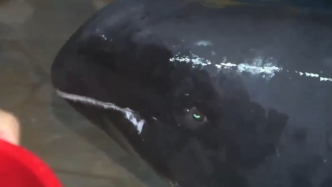 专家一致认定：12头搁浅的鲸豚系瓜头鲸，曾被认为是领航鲸