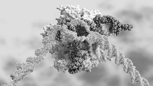 研究人员首次利用CRISPR治疗罕见致命肝病，该方法依赖一种包含编码DNA剪切酶的mRNA和另一种将其引导到特定基因序列的RNA。图片来源：ELLA MARU STUDIO
