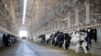农业部推进奶业种业振兴：未来三年内对进口奶牛需求可能下降