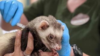 早安·世界｜美国一动物园为多种动物接种新冠疫苗