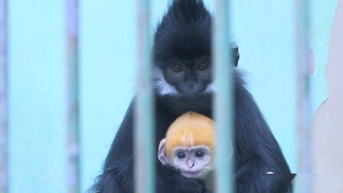 世界首只！我国人工繁殖第八代黑叶猴成功存活