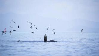 布氏鲸逗留深圳海域8天：频繁“鲸吞”，海事局劝离观光船