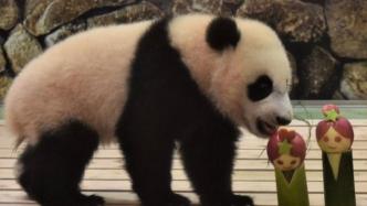 日本为大熊猫“枫浜”送上七夕节礼物：牛郎织女造型苹果