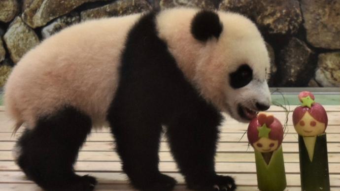 日本为大熊猫“枫浜”送上七夕节礼物：牛郎织女造型苹果