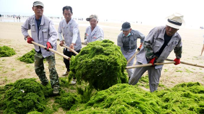 侵袭青岛海域的浒苔能吃吗？专家：能吃，但口感差