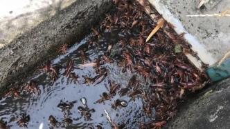 日媒：日本拟将小龙虾定性为 “特定外来生物”